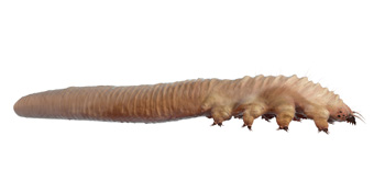 Sikaripunkki